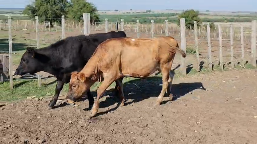 Lote 4 Novillos a remate en Pantalla Camy - Aniversario 31 Años, San José