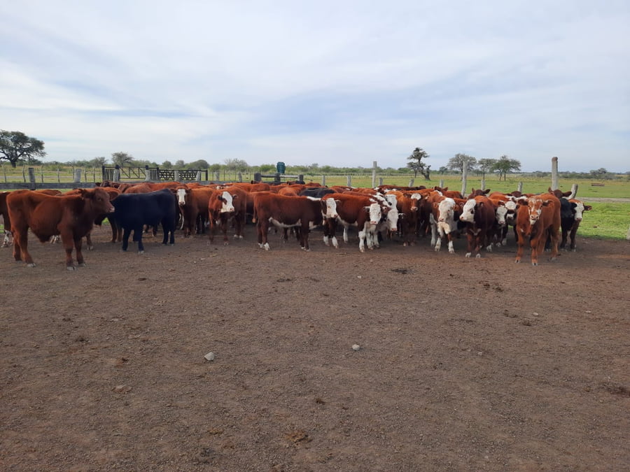 Lote SAENZ VALIENTE, BULLRICH Y Cia. S.A.