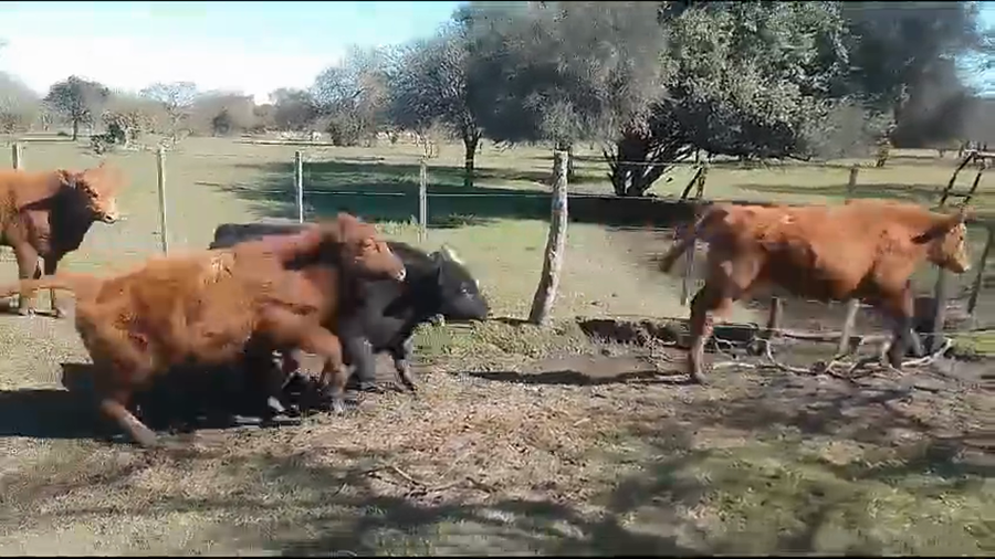 Lote 70 Terneros/as en Sauce, Corrientes