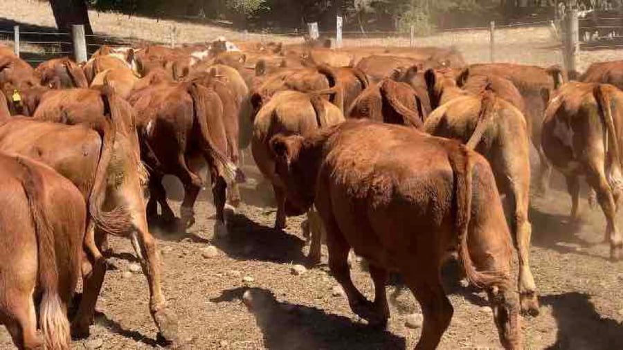 Lote 50 Novillo Engorda en Los Lagos, XIV Región Los Ríos