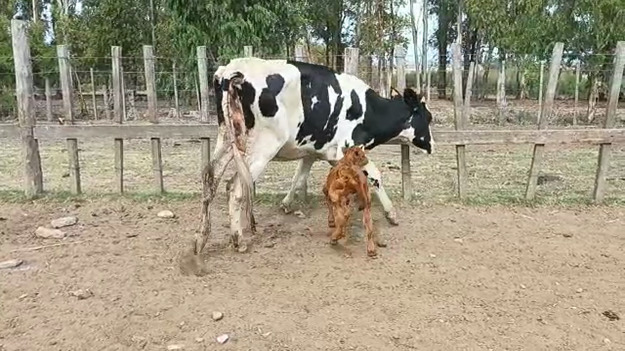 Lote 2 Piezas de Cria