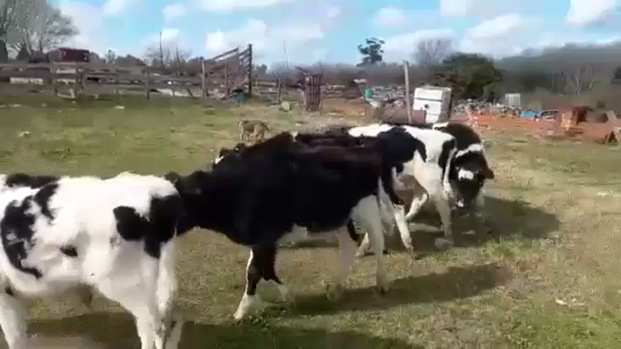 Lote (Vendido)6 Terneros HOLANDO a remate en 5to remate por pantalla ENTRE MARTILLOS 90kg -  en CANELONES