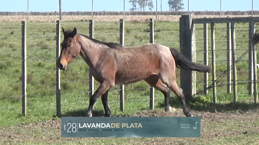 Lote Yeguarizos a remate en Criollos, Montevideo