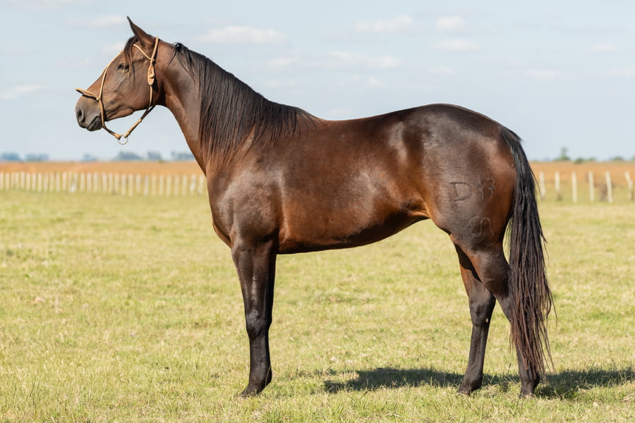 Lote AGUAY BANDURRITA