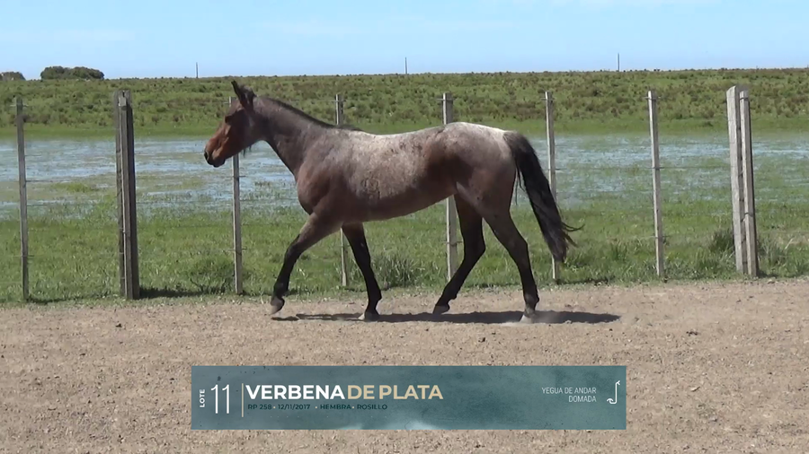 Lote Yeguarizos a remate en Criollos, Montevideo