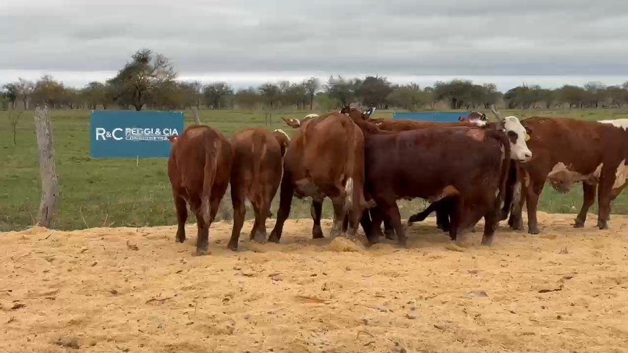 Lote Cabaña Olazul SA