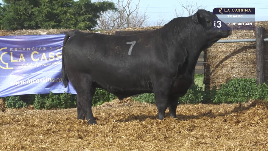 Lote TOROS ANGUS PURO CONTROLADO