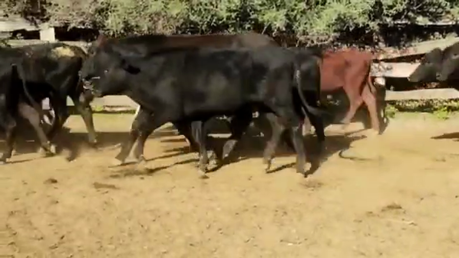 Lote 90 Novillitos y vaquillonas en Quimilí, Santiago del Estero