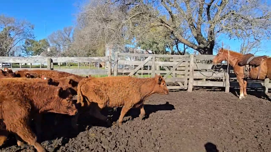 Lote 70 Terneros en Buenos Aires, Carlos Casares