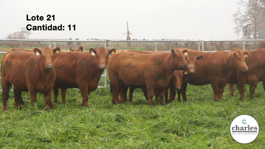 Lote Vaquillonas Coloradas M.A.S Paricion Primavera