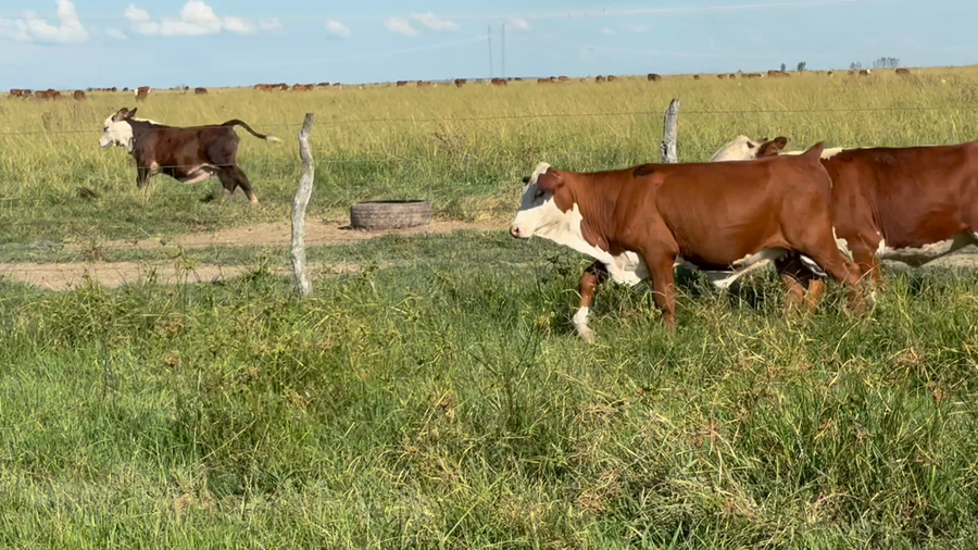 Lote 44 Terneras y Vaquillas en Corrientes, Mercedes