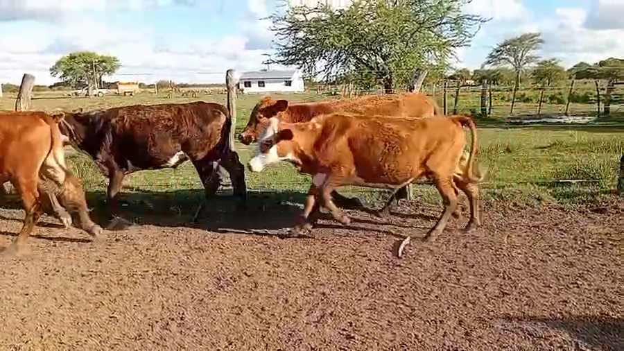 Lote 55 Novillitos en Corrientes, Saladas