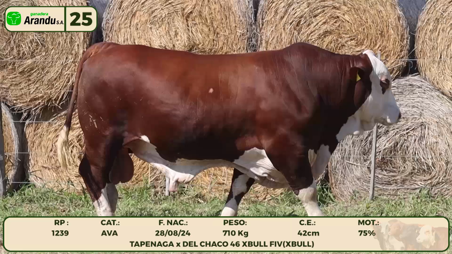 Lote LOTE 25