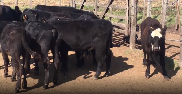 Lote 11 Terneros en San José