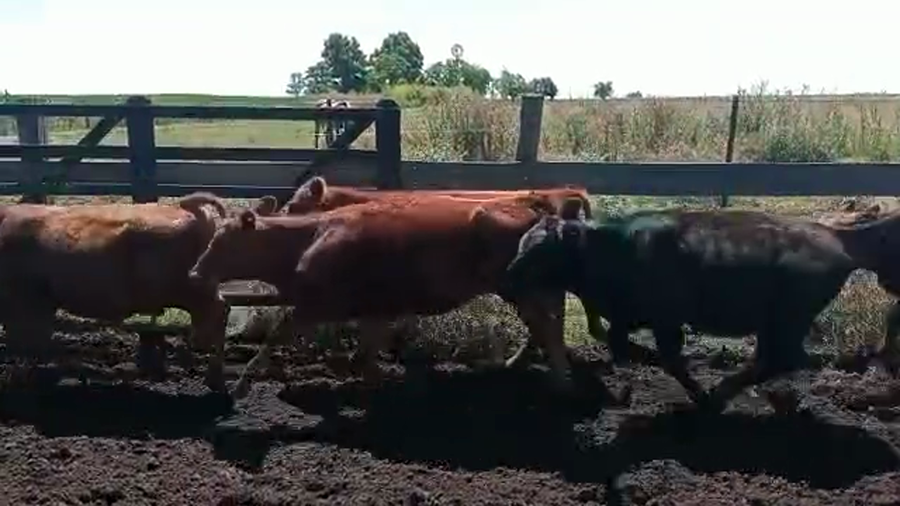 Lote 46 Terneros/as en Buenos Aires, Pehuajó