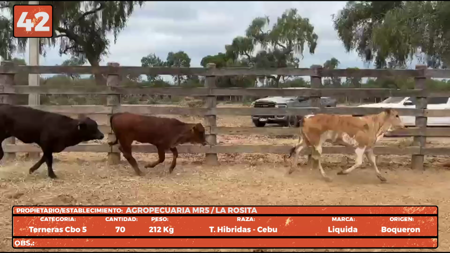 Lote LOTE 42