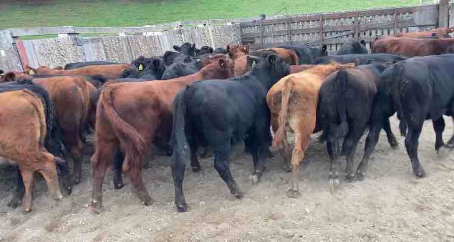 Lote 30 Ternero en Futrono, XIV Región Los Ríos