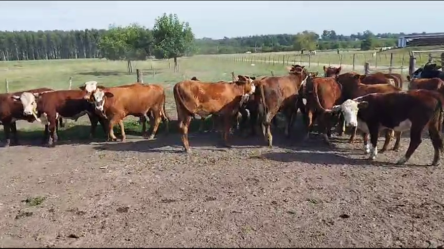 Lote 126 Terneros/as en Colón, Entre Ríos