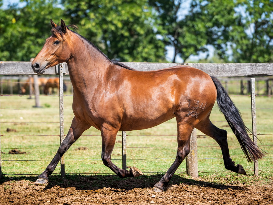 Lote DEL SIETE RENDIDA