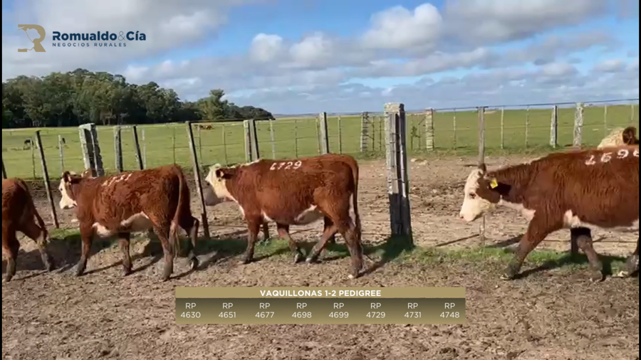 Lote 8 VAQUILLONAS 1 A 2 AÑOS PI a remate en 6º Expo Nacional Hereford 350kg -  en TORNERO