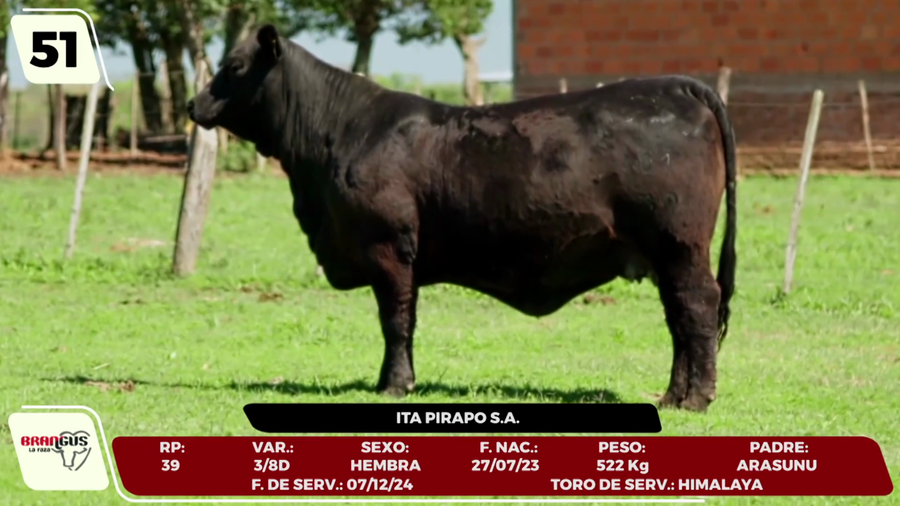 Lote LOTE 51 - CAMPO