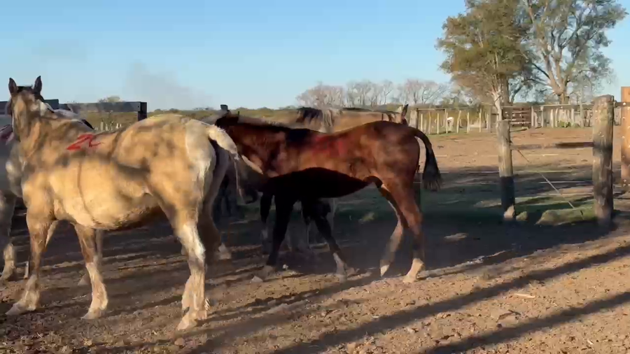 Lote 0 Yeguas en Corrientes, Curuzú-Cuatiá