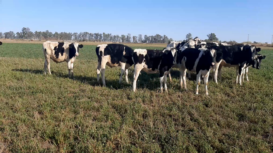 Lote 9 Terneros en Sunchales, Santa Fe