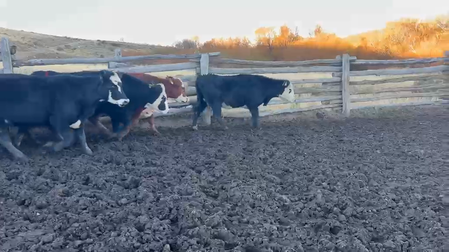 Lote 50 Vaquilla Engorda en XI Región Aysén, Coyhaique