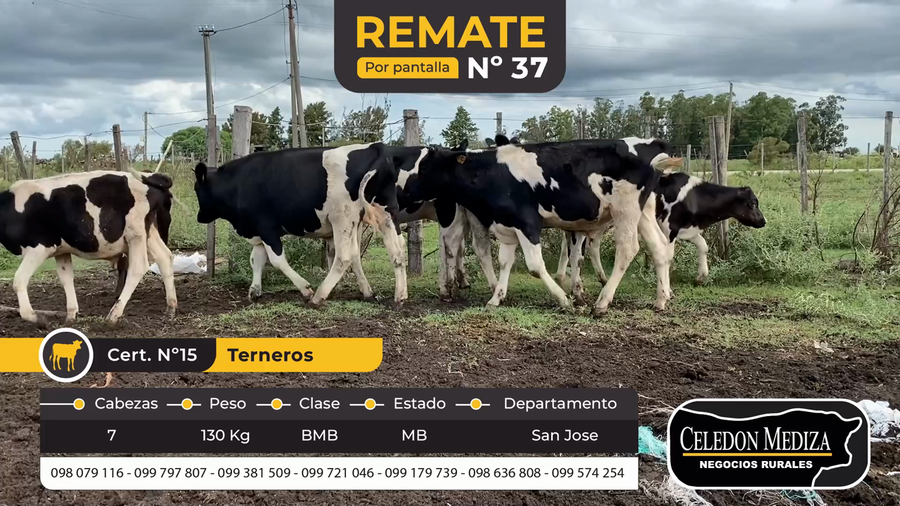 Lote 7 Terneros en San José