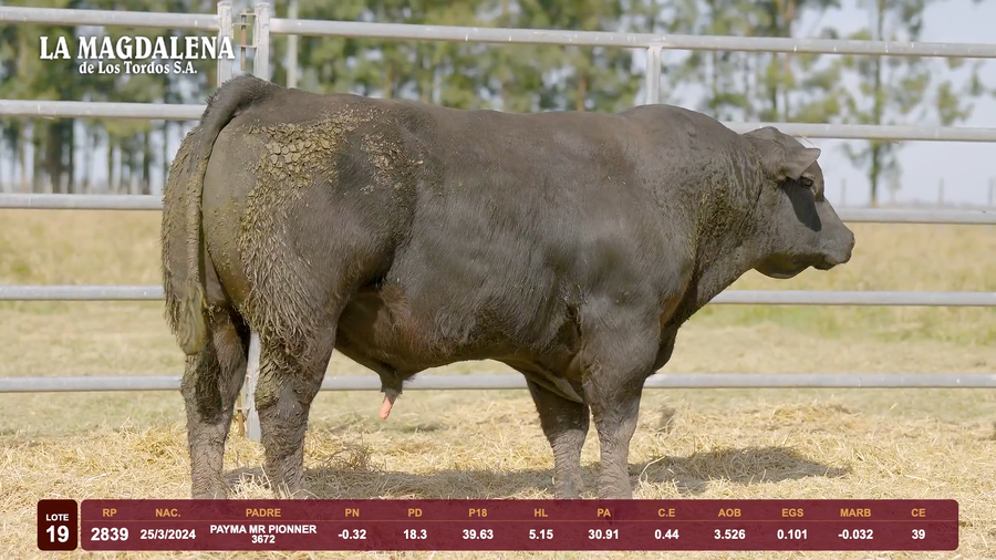 Lote Lote 19 - Angus