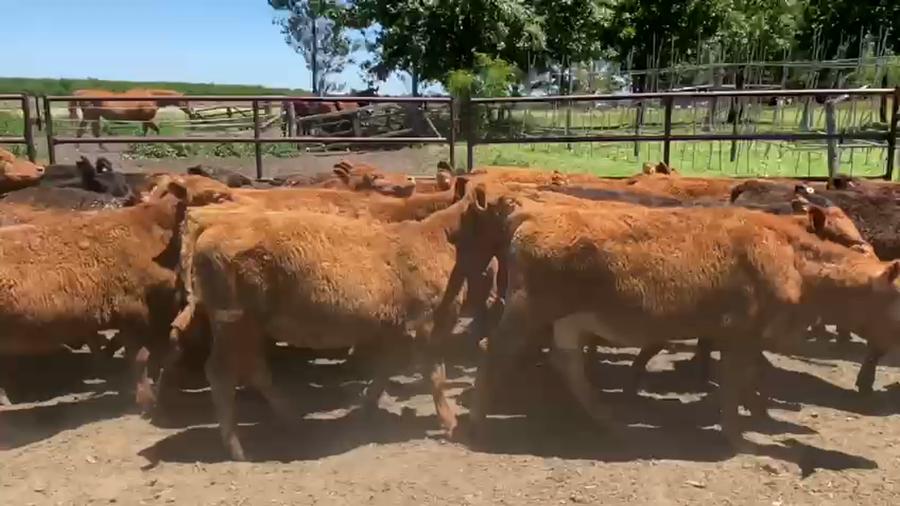 Lote 30 Terneros/as en Lobos, Buenos Aires