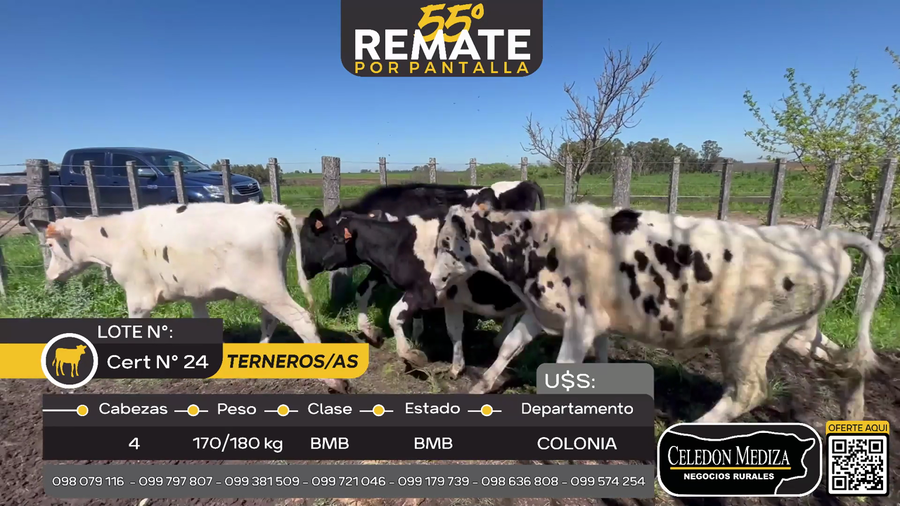 Lote 4 Terneros y Terneras en San Pedro, Colonia