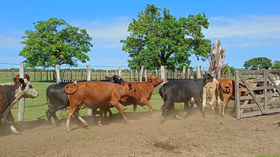 Lote 52 Vacas usadas preñadas