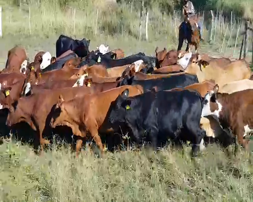 Lote 35 Vacas de invernar en Empedrado, Corrientes
