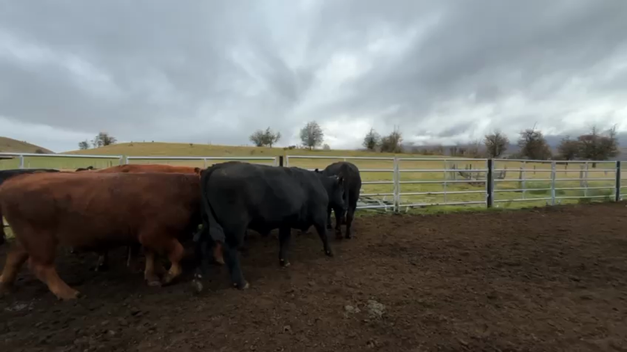 Lote 40 Novillo Engorda en Coyhaique, XI Región Aysén