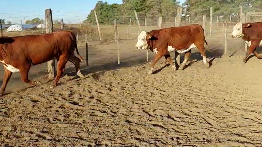 Lote 37 Vaquillonas Braford P/ entorar en Porteña, Córdoba
