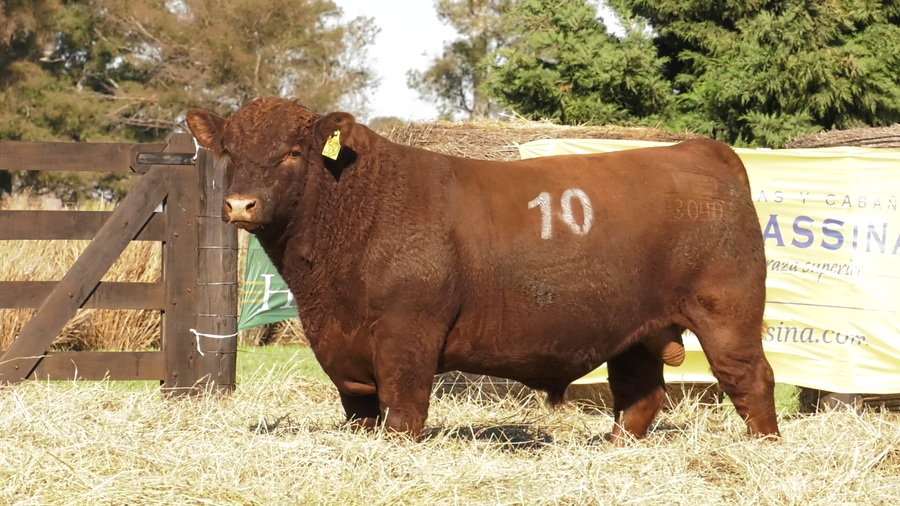 Lote TOROS ANGUS PURO CONTROLADO