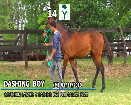 Lote DASHING BOY