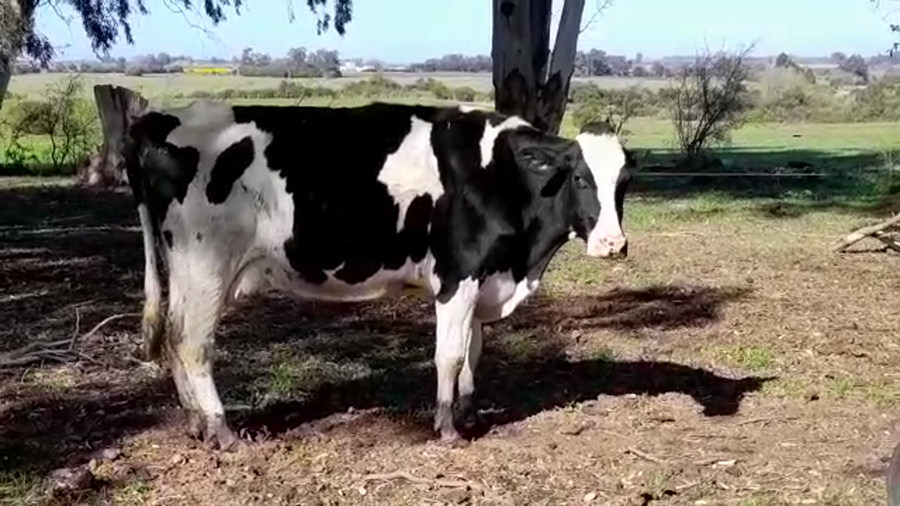 Lote (Vendido)Industria HOLANDO a remate en PANTALLA FEDERICO GARLAND 490kg -  en LA PAZ CP