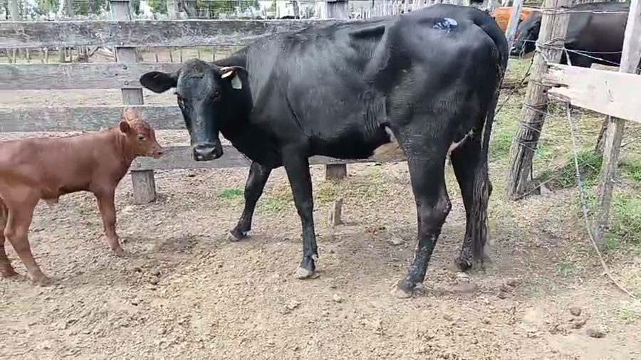Lote Vaquillonas  a remate en Pantalla Camy 500kg - , San José