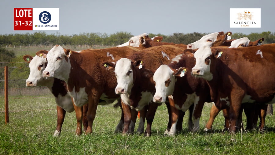 Lote LOTE 31/32 - VAQUILLAS BRAFORD PLANTELERAS SEÑAL ´18 PREÑADAS IATF