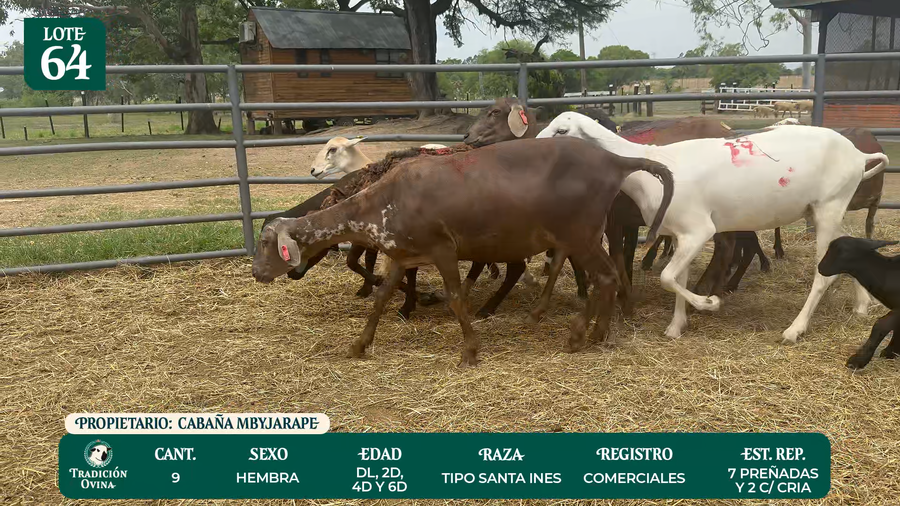 Lote LOTE 64 - POR PANTALLA