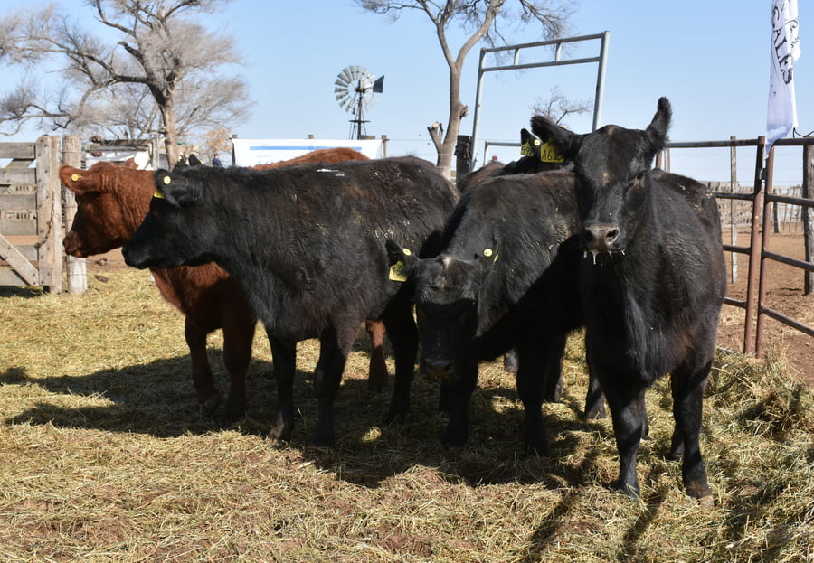 Lote VAQUILLONAS RODEO GENERAL CON GARANTÍA DE PREÑEZ  (Corral 22)