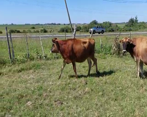 Lote 3 Vaquillonas  JERSEY a remate en Remate Elite por Pantalla de Ganado Lechero 300kg - , San José