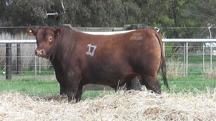 Lote TOROS ANGUS PUROS CONTROLADOS