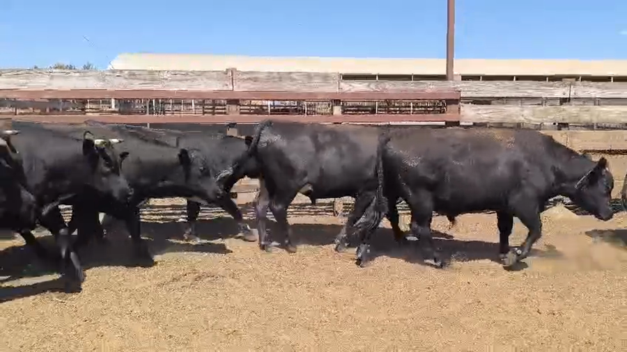 Lote 20 Novillo Gordo en Los Ángeles, VIII Región Biobío