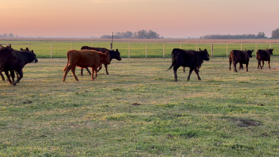 Lote 38 Terneras en 9 de Julio