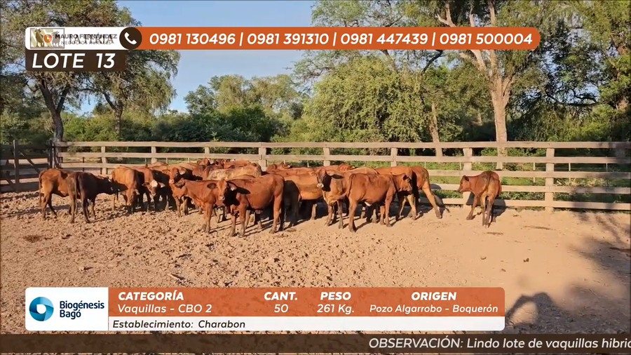 Lote ESTANCIA EL CHARABON