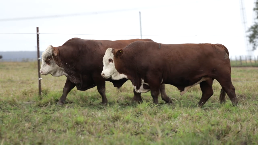 Lote Toros