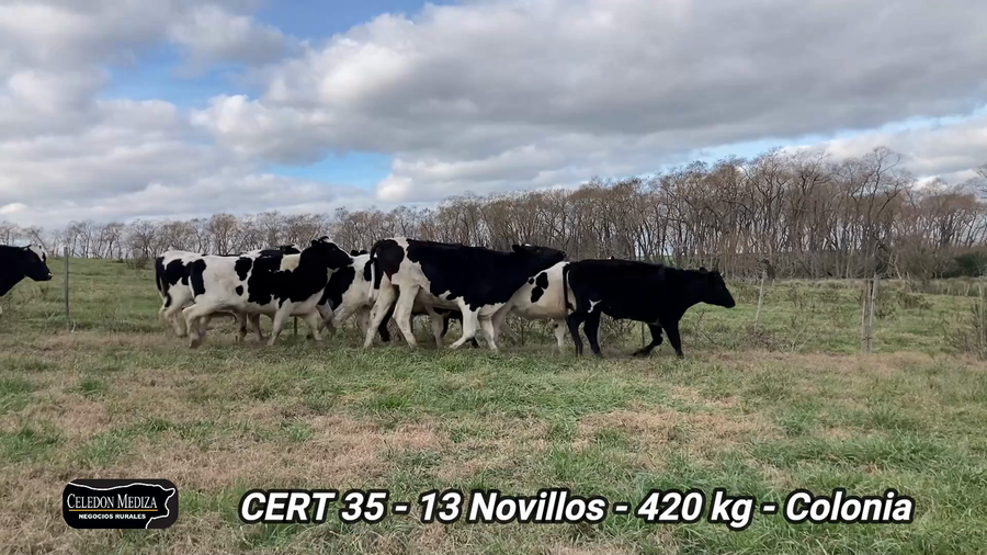 Lote 13 Novillos 1 a 2 años en Colonia